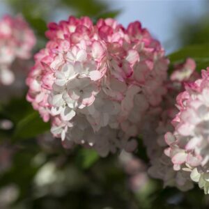 Aedhortensia ‘Living Pinky Promise’ P23