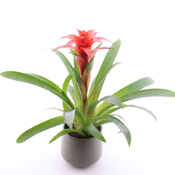 Gusmaania 'Ostara' P12