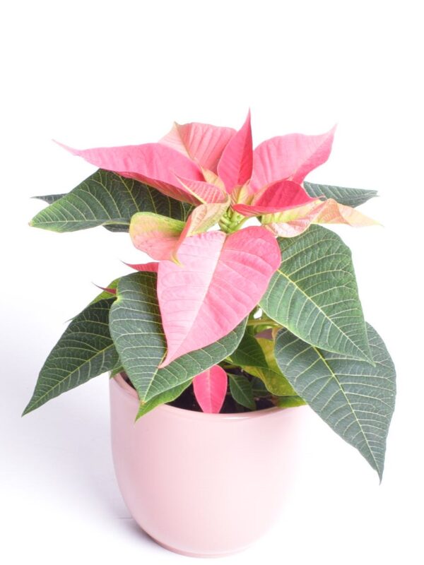 Jõulutäht P10,5 Eestis kasvatatud