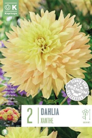 Daalia ‘Xanthe’ 2tk