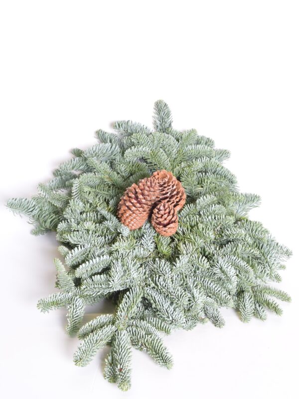 Naturaalne nulu rosett 50cm