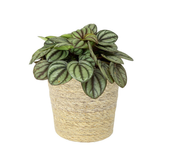 Punutud korv Igmar kile sisuga d22xh19cm naturaalne