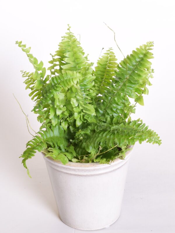 Kõrge nefroleep 'Green Moment' P12 XS