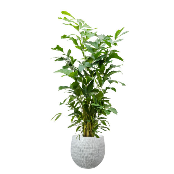 Lillepott Ryan Ø31x h28cm valge/must