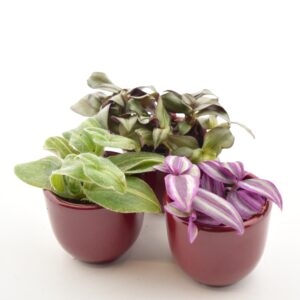 Tradeskantsia P6 erinevad