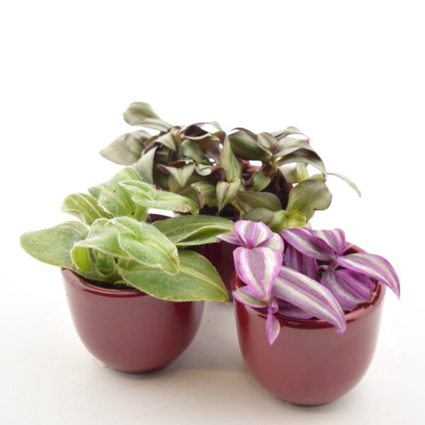 Tradeskantsia P6 erinevad