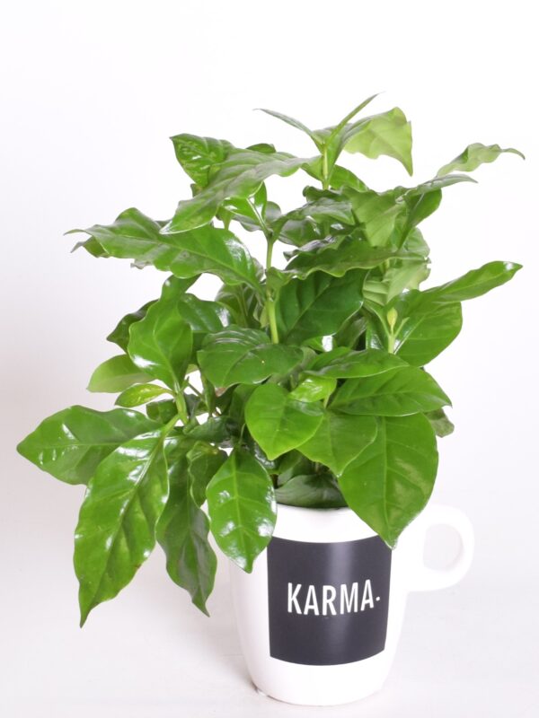 Araabia kohvipuu P8 sõnumiga tassis