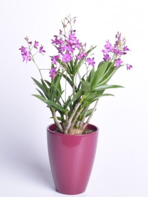 Dendroobium ‘Berry Oda’ P12