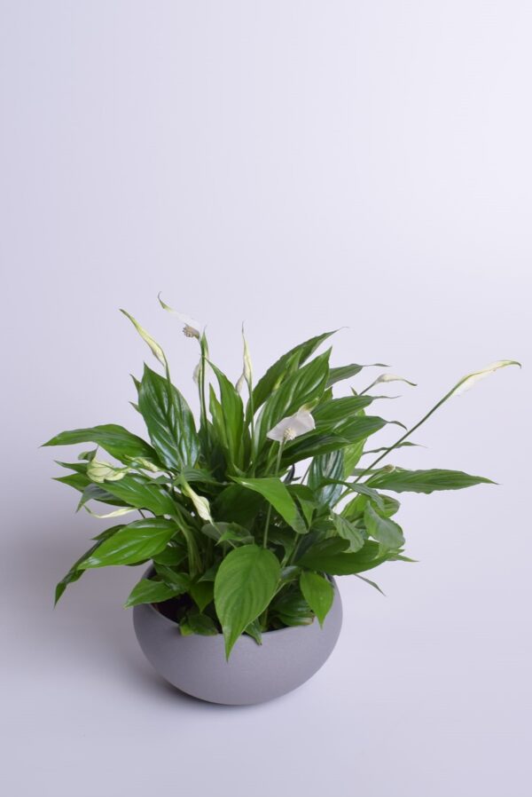 Tõlvlehik 'Chopin' P17 madalas potis