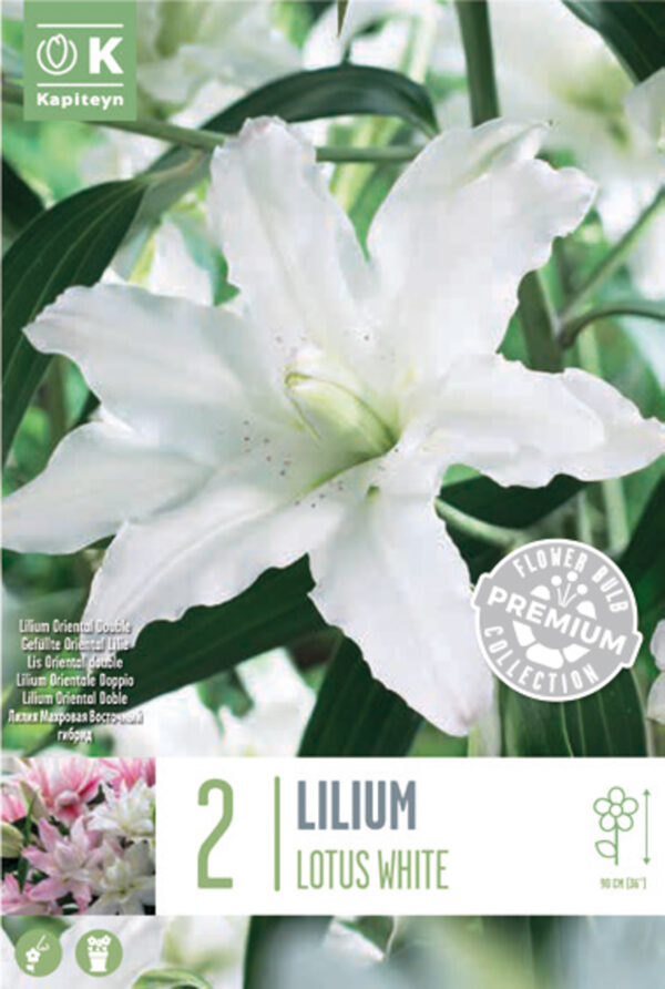 Liilia 'Double Lotus White' 2tk