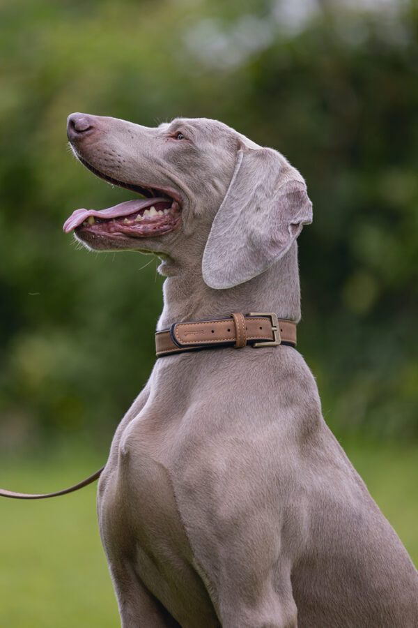 Kaelarihm Balacron AX 43-53x2,5cm pruun