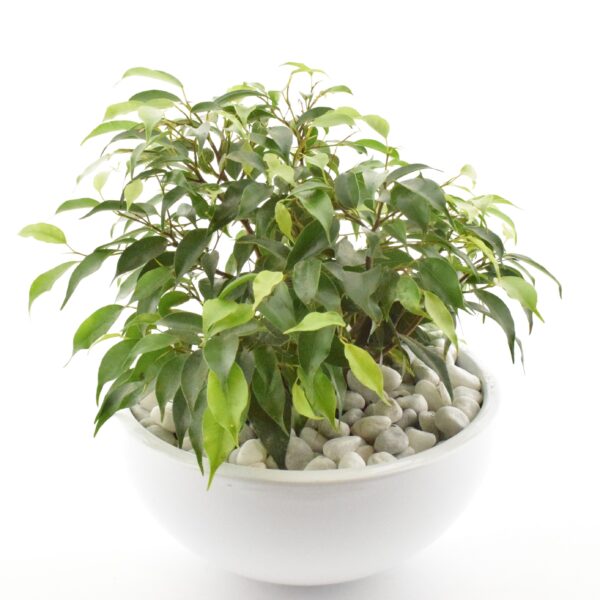 Bensoe-viigipuu 'Green Kinky' P22 ümbrispotis