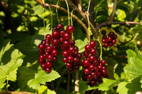 Punane sõstar 'Viksnes' P19 60cm Eestis kasvatatud