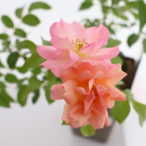 Pinnakatteroos ‘Aprikola’ C3/P17