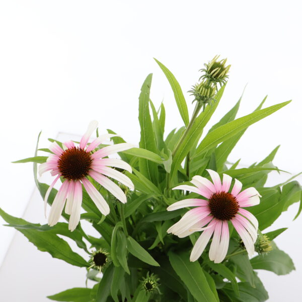 Punane siilkübar 'Fountain Pink Eye' P19 Eestis kasvatatud