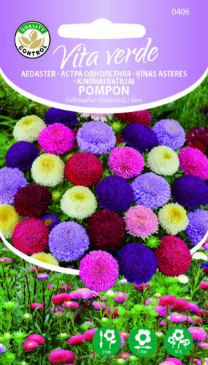 Aedaster ‘Pompon’ segu