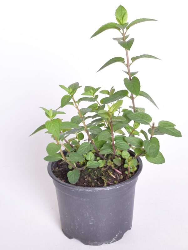 Šokolaadimünt P12 Eestis kasvatatud