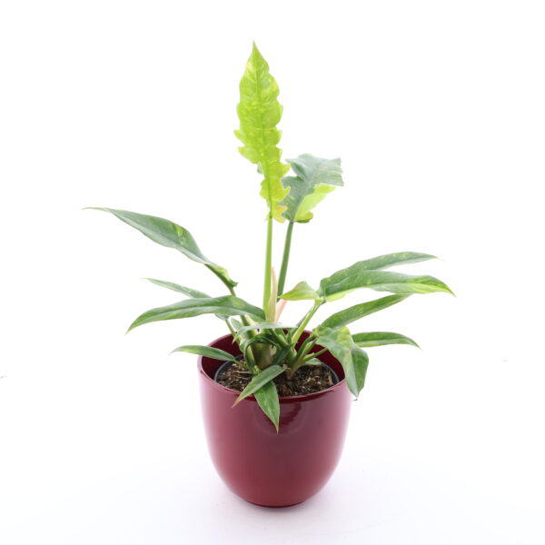 Filodendron 'Ring of Fire' P14