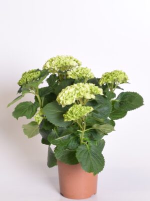 Suurelehine hortensia P14/P15 erinevad