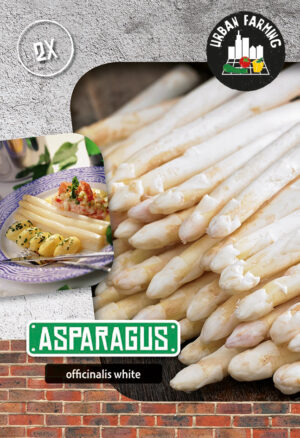 Aspar (spargel) White 2tk