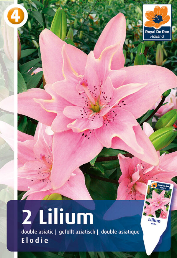 Liilia 'Elodie' 2tk