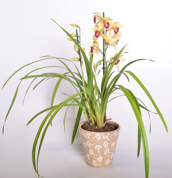 Tsümbiidium P14 erinevad 2-3 õievart