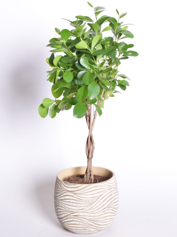 Väikeseviljaline viigipuu 'Moclame' P17 põimitud tüved