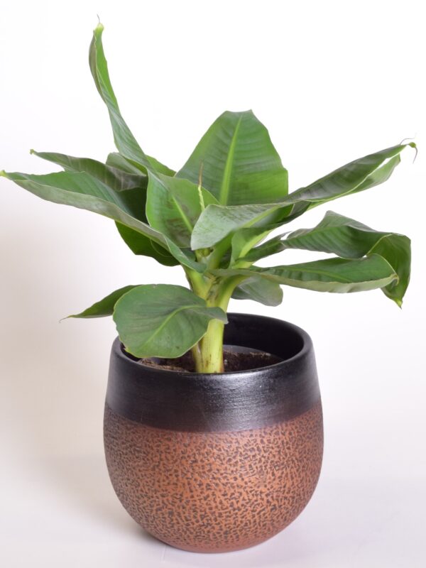 Hiina banaan 'Tropicana' P17