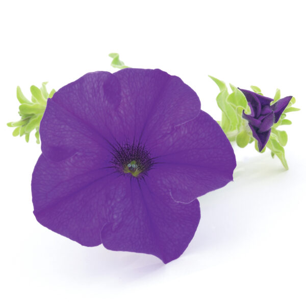 Petuunia 'Surfinia Giant Blue' 10tk