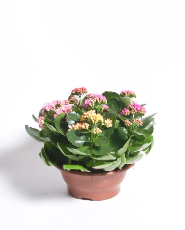 Blossfeldi kalanhoe P23 erinevad