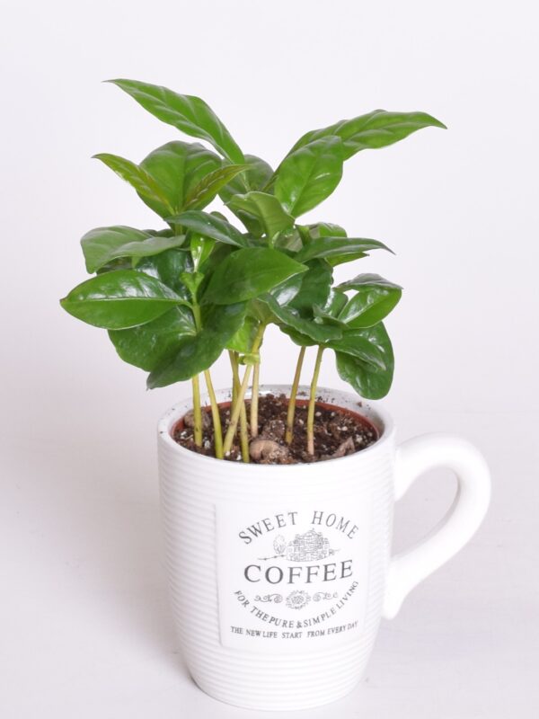 Araabia kohvipuu P7 kohvitassis