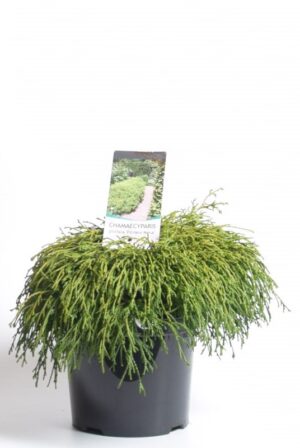 Mägi-ebaküpress ‘Filifera Aurea’ P23