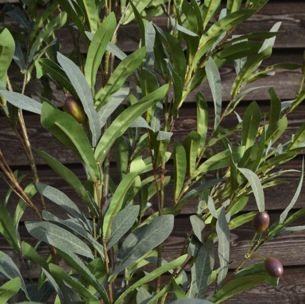 Kunsttaim oliivipuu potis d70x h150cm roheline