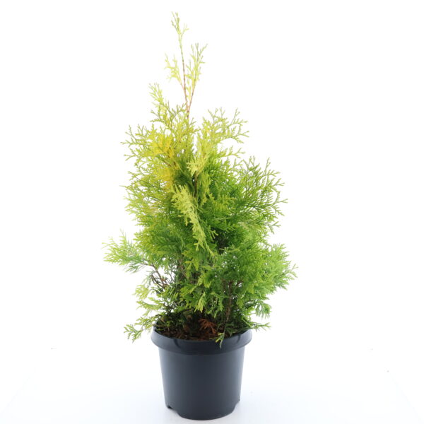 Harilik elupuu 'Yellow Ribbon' P19 40-50cm