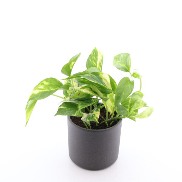 Kuld-nõelköis 'Hicolor' P12