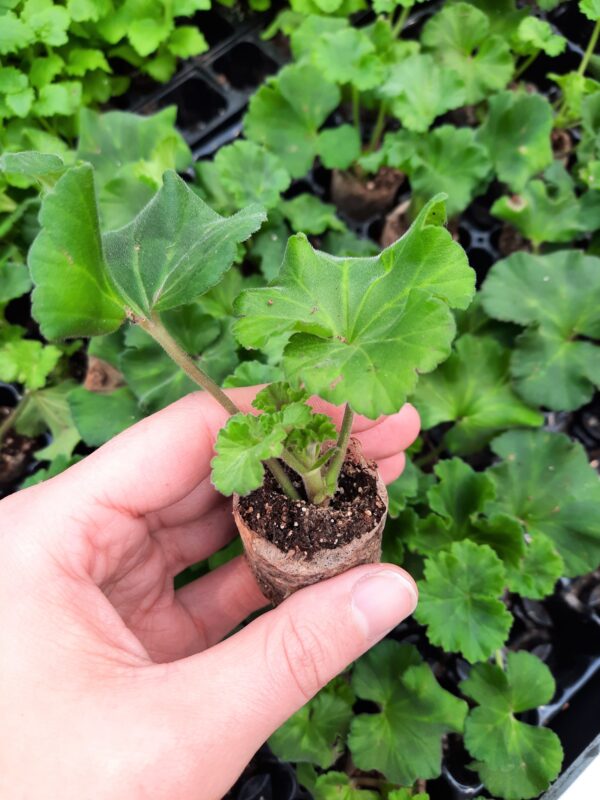 Viirpelargoon 'Savannah™ Oh so Orange' 10tk