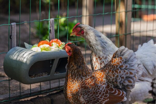 Beeztees sööginõu kanadele 30x14x13cm hall