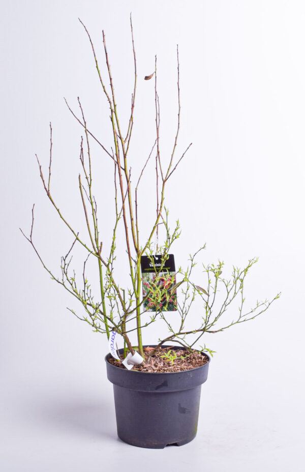 Mustikas 'Pink Lemonade' C5