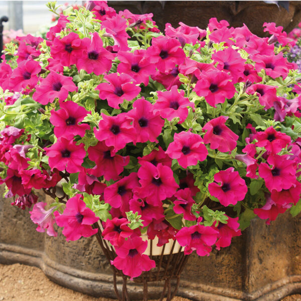Petuunia 'Surfinia Giant Purple' 10tk