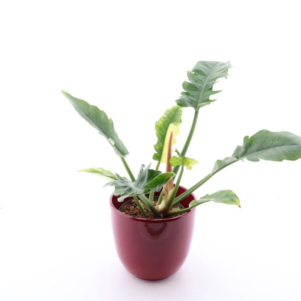 Filodendron 'Ring of Fire' P14