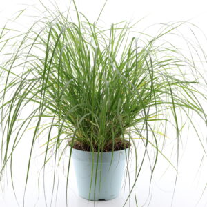 Austraalia hiidhirss ‘Hameln’ P23