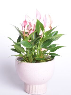 Flamingolill ‘Lilli’ P17 madalas potis