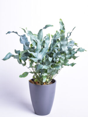 Harilik kuldimar ‘Blue Star’ P12