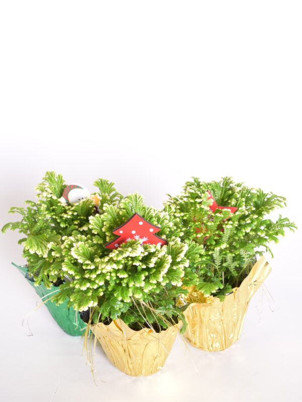 Martensi selaginell 'Jori' P9 dekoratsiooniga