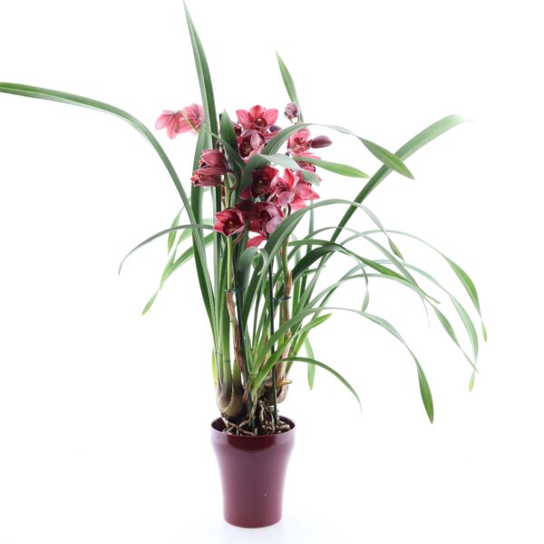 Tsümbiidium 'Jolly Red Beauty Roy' P12 2õv