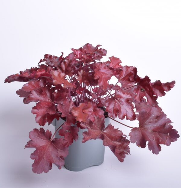 Helmikpööris 'Cherry Truffles' C2 /Eestis kasvatatud