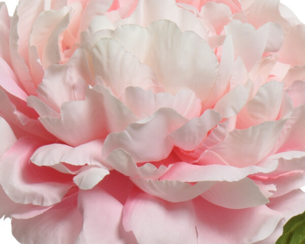 Kunstlill pojeng 34x16x72 heleroosa