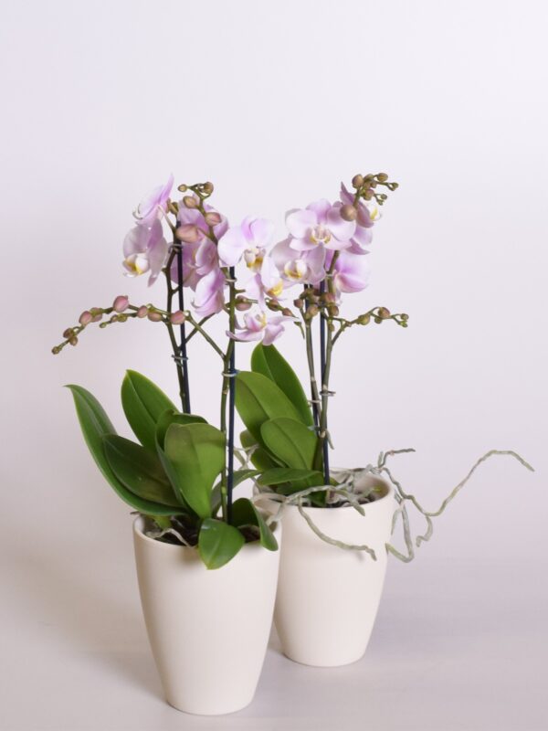 Kuuking 'Angel Eyes' P9 2 õievart