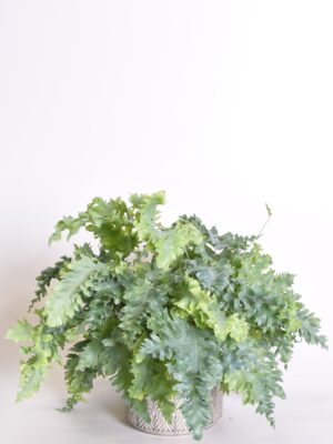 Harilik kuldimar ‘Davana’ P17 30cm