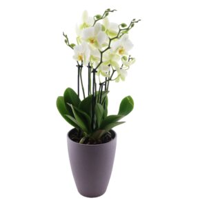 Kuuking ‘Lausanne’ P12 2-3õv